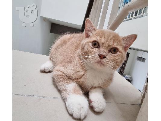 PoulaTo: British Shorthair Kittens For Sale